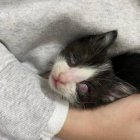 Felix, el gato que busca una familia para seguir viendo.