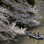 Una pareja de ancianos pasa junto a un cerezo en flor mientras disfruta de un paseo en barca por un lago en Tokio (Japón), en una imagen de archivo. EFE/Kimimasa Mayama