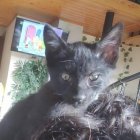 Señor Róbindosn está en la protectora Bastet.