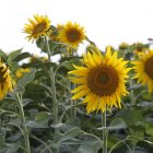 CULTIVOS / CULTIVO DE GIRASOL / GIRASOLES