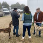 Investigan a trece personas por 24 robos de galgos en Zamora, en una operación desarrollada en siete provincias.