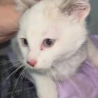 Copito, el gato bebé que no aceptan en una colonia de ferales.