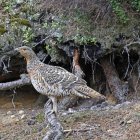 Conservación del urogallo cantábrico.