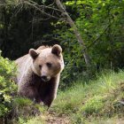 Imagen de un oso cantábrico