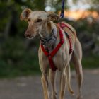 El perro Rigodón.