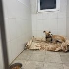 Rigodón a salvo de nuevo en la Protectora de León.