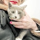 El gato Perdigón.