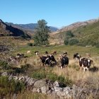 Rebaño de reses de una de las ganaderías afectadas en Babia.