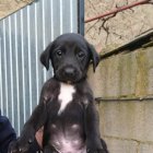 Uno de los cachorros de galgo que ayudaron a rescatar a su madre y están en adopción.