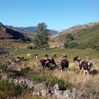 Vacas de una de las ganaderías afectadas.