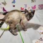 Perla, la gata que busca familia.