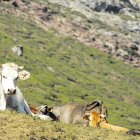 Varias reses reposan en un monte de la Montaña Central de León