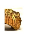 Descubrimiento que ha realizado el grupo de investigación BIOACTINOTEC de la ULE sobre la causa natural que provoca la aparición de la la 'mancha amarilla' del corcho, causante de pérdidas millonarias a la industria del vino en todo el mundo.