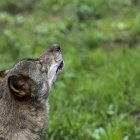 Un ejemplar de lobo Ibérico.