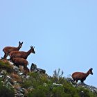 Un rebaño de rebecos en la Sierra de Gistredo.