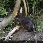 GRA331. PAMPLONA, 22/06/2016.- Un castor se alimenta de la corteza de un árbol junto a la orilla del rio Arga en la comarca de Pamplona, en una imagen de archivo. EFE/Jesús Diges