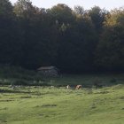 Animales en los alrededores de Picos de Europa.