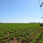 Vista de un campo de remolacha en Pobladura de Pelayo García.