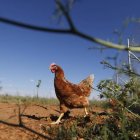 Una gallina en un pueblo del Páramo.