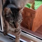 Paz, la gata que busca familia.
