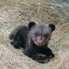 El Gobierno de Asturias rescató el pasado fin de semana una osezna de tres meses y 2.090 gramos de peso en el concejo de Teverga, tras constatar que no era posible el reencuentro con su madre en condiciones de seguridad. El animal, bautizado como Alba, fue hallado el miércoles por los agentes del medio natural, en el marco del programa de seguimiento de osas con cría, y fue entonces cuando se activó la vigilancia continuada, con el objetivo prioritario de favorecer un acercamiento natural entre la madre y la cría, informa el Gobierno del Principado. EFE/ Prensa Principado SOLO USO EDITORIAL/SOLO DISPONIBLE PARA ILUSTRAR LA NOTICIA QUE ACOMPAÑA (CRÉDITO OBLIGATORIO)