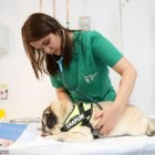 Preparando a un perro para una prueba tomográfica en el TAC del Hospital Veterinario de León.