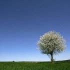 Un árbol en flor destaca sobre un cielo azul.