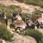 Imagen de archivo de un grupo de cabra montés, cuya caza está regulada por ley.