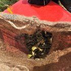 Ranas decomisadas en la operación de la Guardia Civil.
