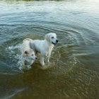 Dos perros disfrutan de un baño en el río.