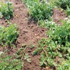 Los animales se tumban o se arrastran por la tierra destrozando los cultivos.