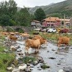 Las vacas se refrescan en la localidad de Redipuertas en León.