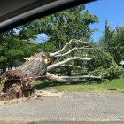 Árbol caído junto al estadio Reino de León debido al temporal.