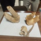 Restos óseos de cabras cantábricas antiguas y más modernas muestran la evolución de su tamaño.