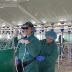 La decana y una alumna que utiliza un ecógrafo para diagnosticar la gestación en la raza porcina.