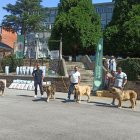 Mastines en el concurso con sus criadores.