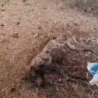 La Guardia Civil ha hallado 32 perros muertos por inanición en una finca de Azuaga (Badajoz), que estaban abandonados desde el pasado junio sin agua ni comida