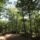 Soto de castaños de Villar de los Barrios