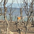 Un corzo en el bosque incendiado de Nogarejas.