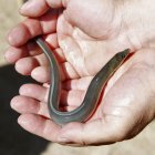 Imagen de una anguila.EFE/Raúl Sanchidrián/Archivo.