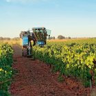 Comienzo de la vendimia el pasado sábado en las Bodegas Gordonzello, en Gordoncillo.