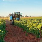 Comienzo de la vendimia el pasado sábado en las Bodegas Gordonzello, en Gordoncillo.