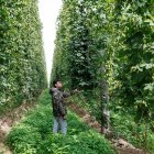 La planta esta este año bastante limpia en general, sin los temidos hongos que el año pasado diezmaron la cosecha.