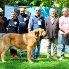 El mastín 'Amadeo de los Zumbos' con el juez del concurso, criador y miembros del jurado.