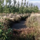 Denuncian que ni siquiera se ha respetado el caudal ecológico, condenando a flora y fauna.