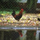 Gallos y gallinas de corral también son susceptibles de padecer gripe aviar.