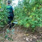 Imagen facilitada por la Guardia Civil de la plantación de marihuana