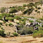 José Manuel Sánchez Miguel con el rebaño en Valverde de la Sierra hace unos días. dl El incendio al meterse en el puerto. dl