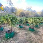 Una de las plantaciones desmantelada por la Guardia Civil