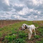 Un perro con una pieza durante una jornada de caza.